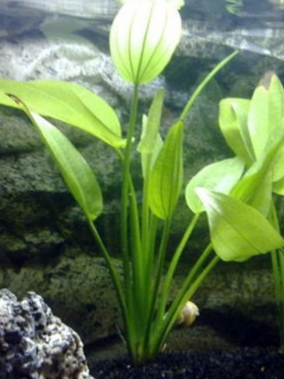 Echinodorus Radicans